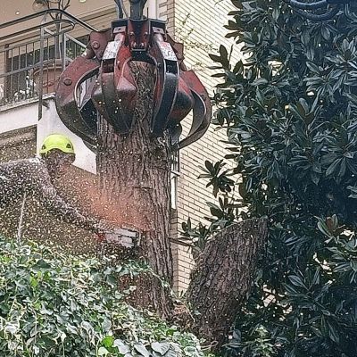 Trasporto ramaglie Roma Il Punto Verde